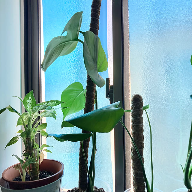 MOMOMAMAさんの部屋