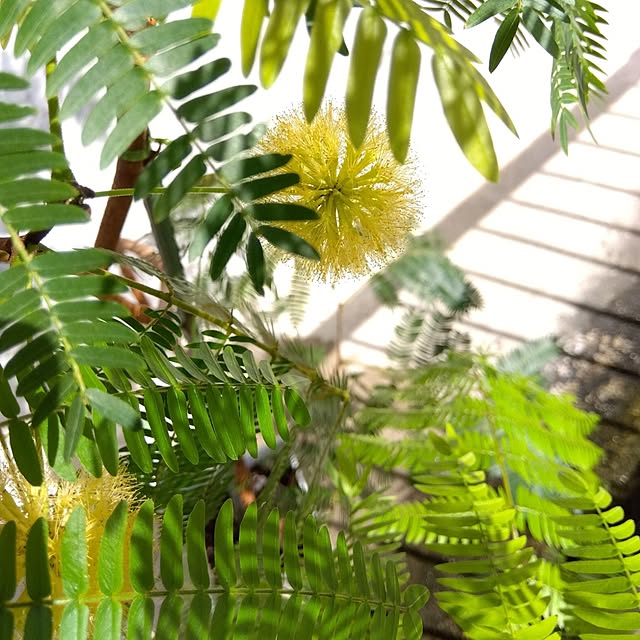 部屋全体/エバーフレッシュ/グリーンのある暮らし/植物のある暮らし/RC の出会いに感謝!...などのインテリア実例 - 2024-09-01 10:37:24