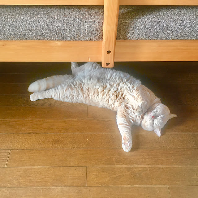 naokoさんの実例写真