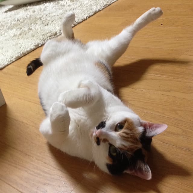 Kinanさんの実例写真