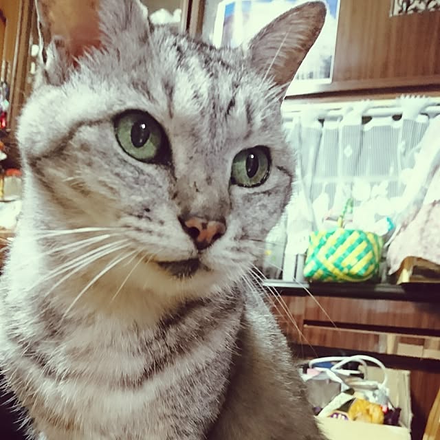 sakuさんの実例写真