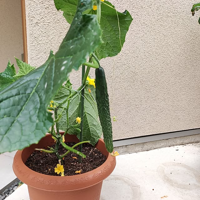 kumako.ieさんの部屋