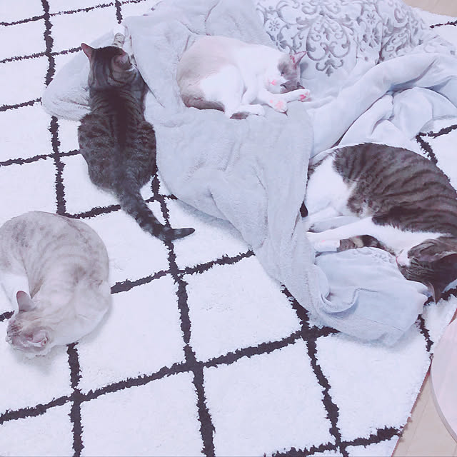 milkcocoaさんの実例写真