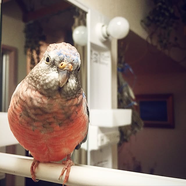 sapiniaさんの実例写真