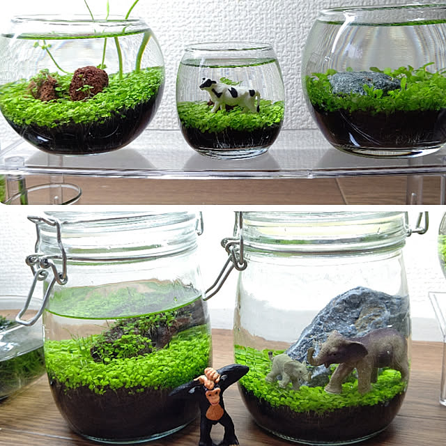 棚/賃貸でも頑張る‼/植物のある暮らし/無言フォロー大歓迎！/賃貸でも楽しく...などのインテリア実例 - 2020-05-27 13:09:59