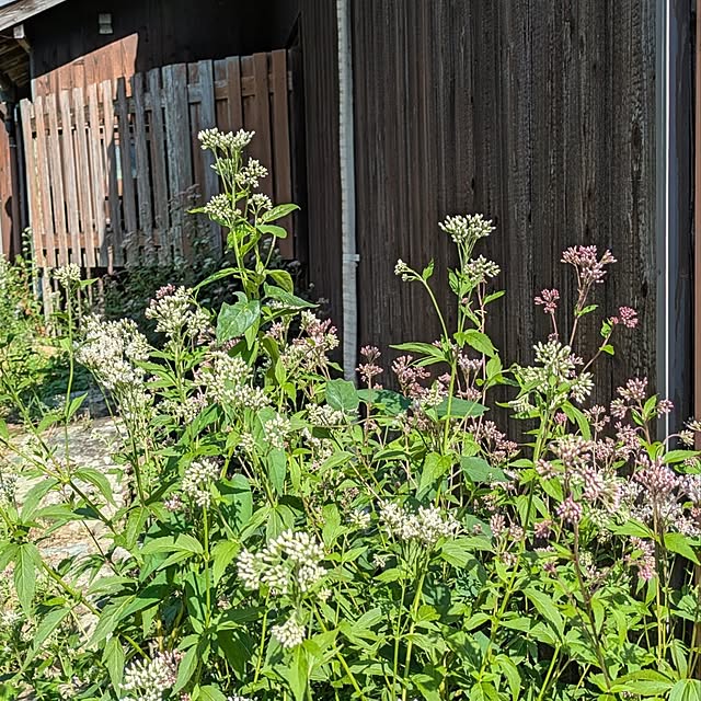 kuririnmamaさんの部屋