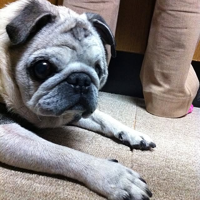 pug.fukuさんの実例写真