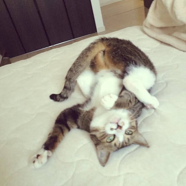 ayapiiiiceさんの実例写真