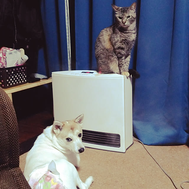 catLoverさんの実例写真