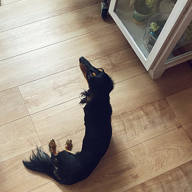 uninekoさんの実例写真