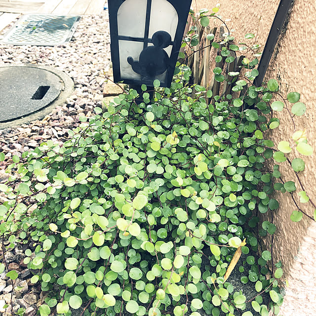 Yuhmamaさんの実例写真