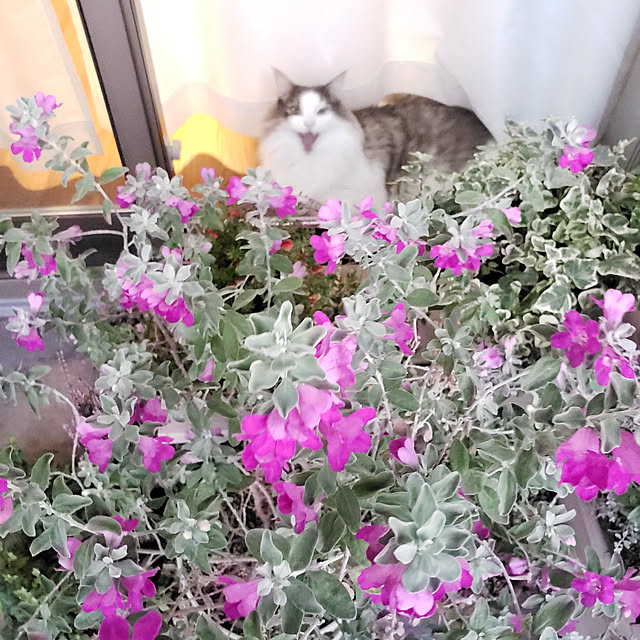 mofさんの実例写真