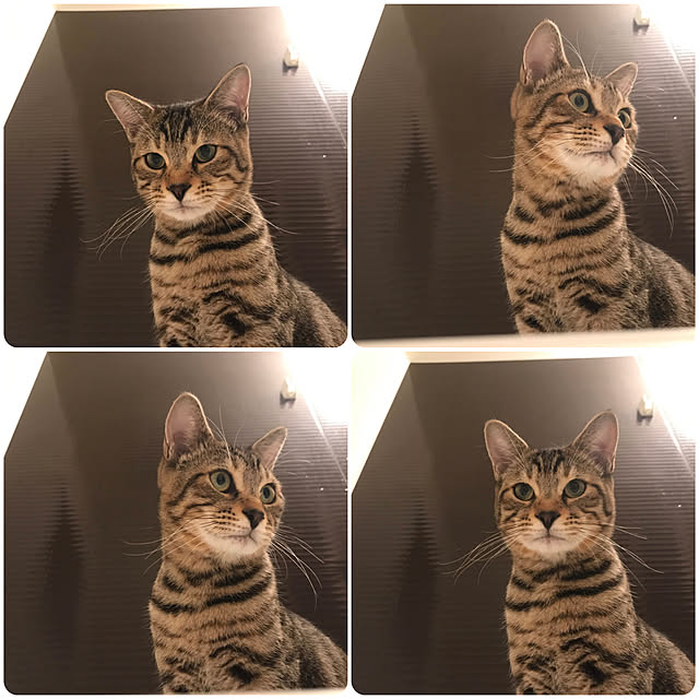 実例写真