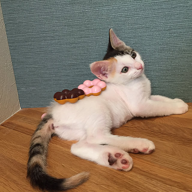 Kuronecoさんの実例写真