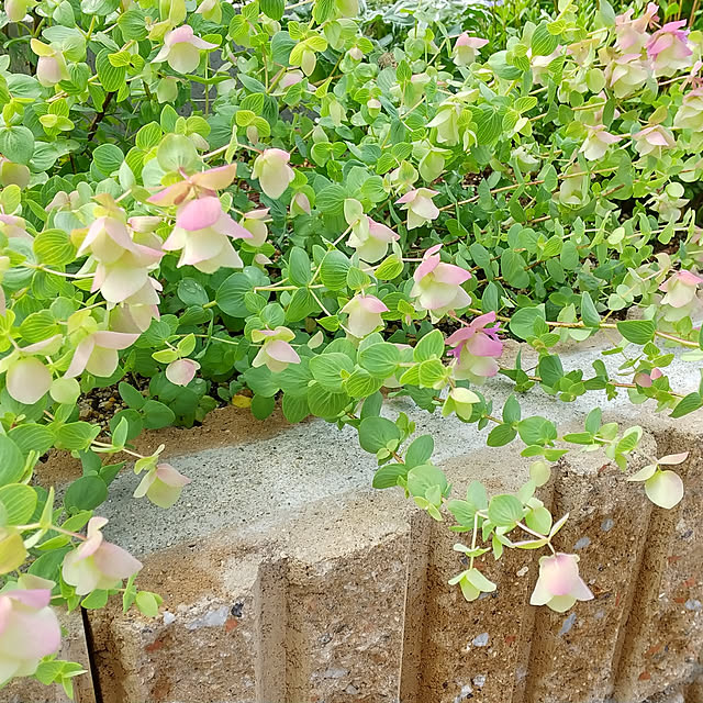 kuuさんの実例写真