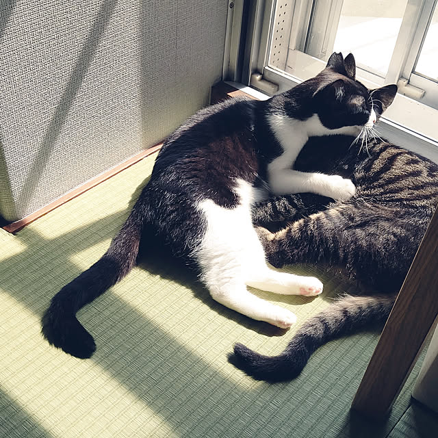 hihaさんの実例写真