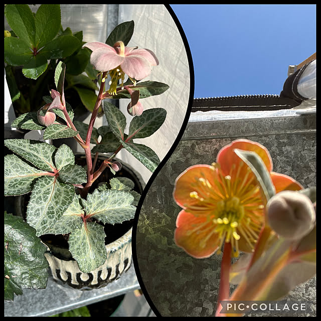 yukarin-gardenさんの部屋