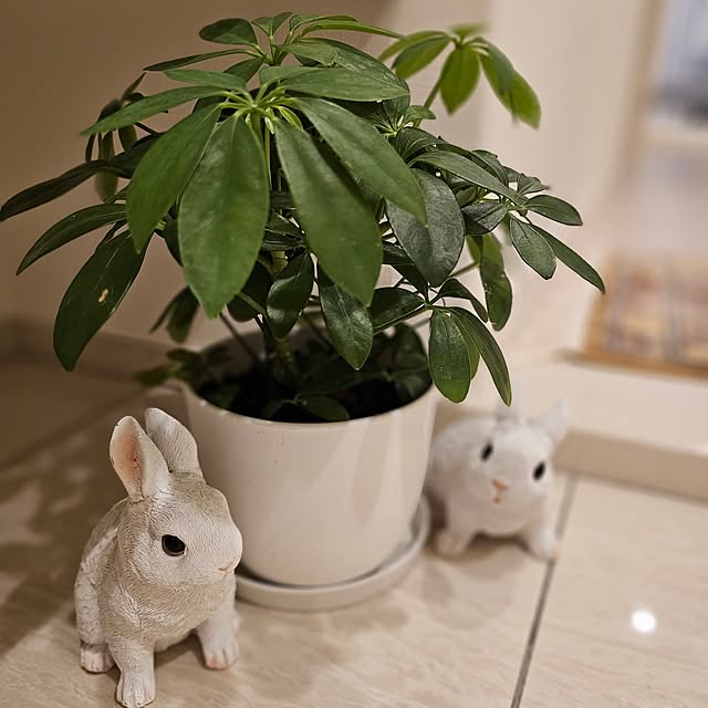 Pokoさんの部屋