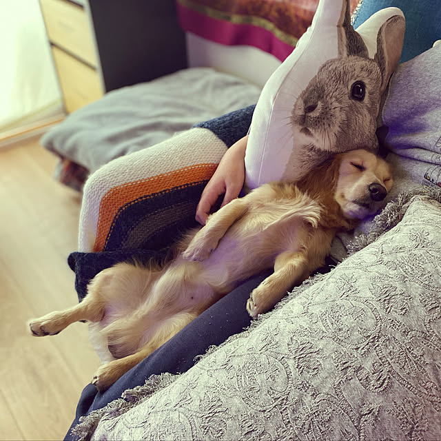 uninekoさんの実例写真