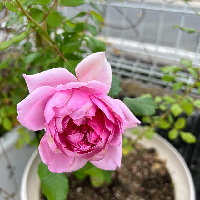 AYUKOさんの実例写真