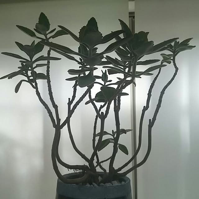 panchobiさんの実例写真