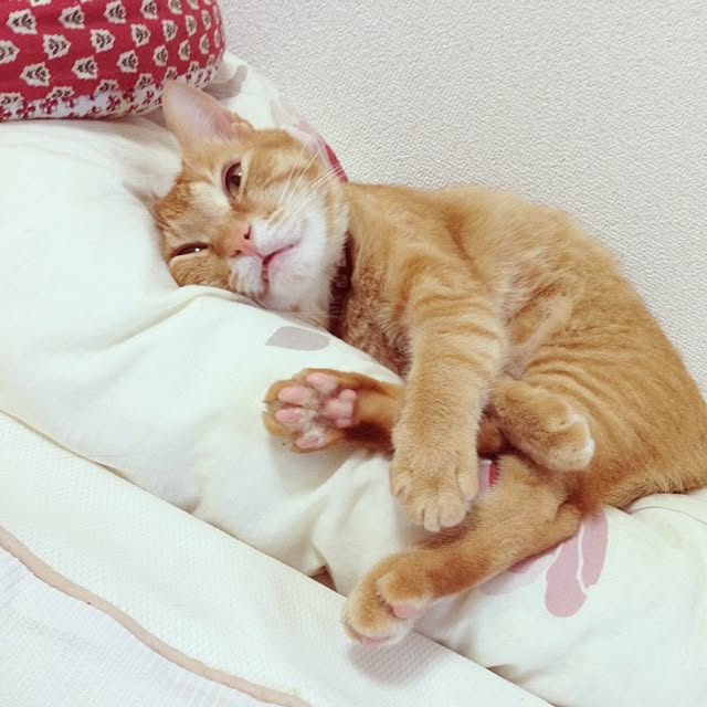 jdannabcさんの実例写真