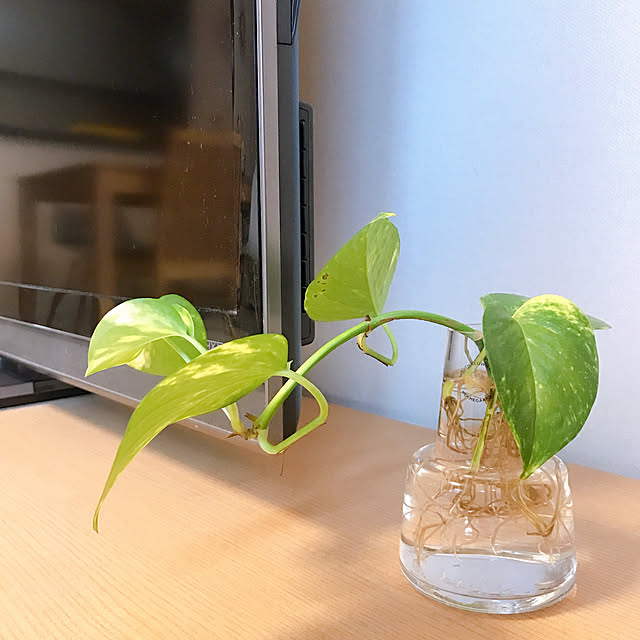 Momooさんの実例写真