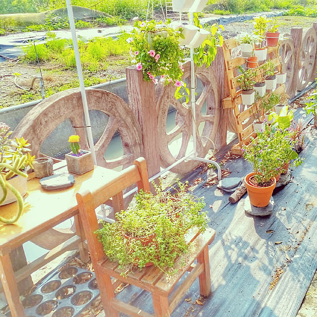 壁/天井/多肉植物/観葉植物/DIYのインテリア実例 - 2019-10-03 14:42:04