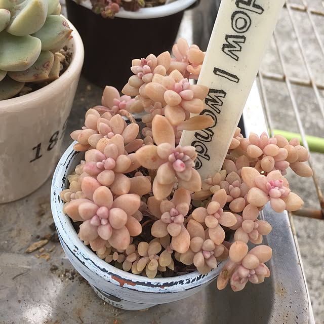 AMEIROさんの実例写真