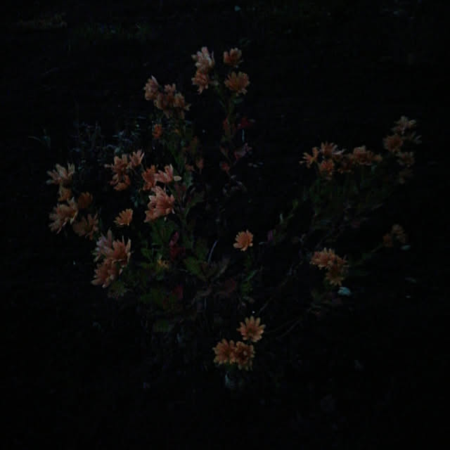 Tomopさんの実例写真