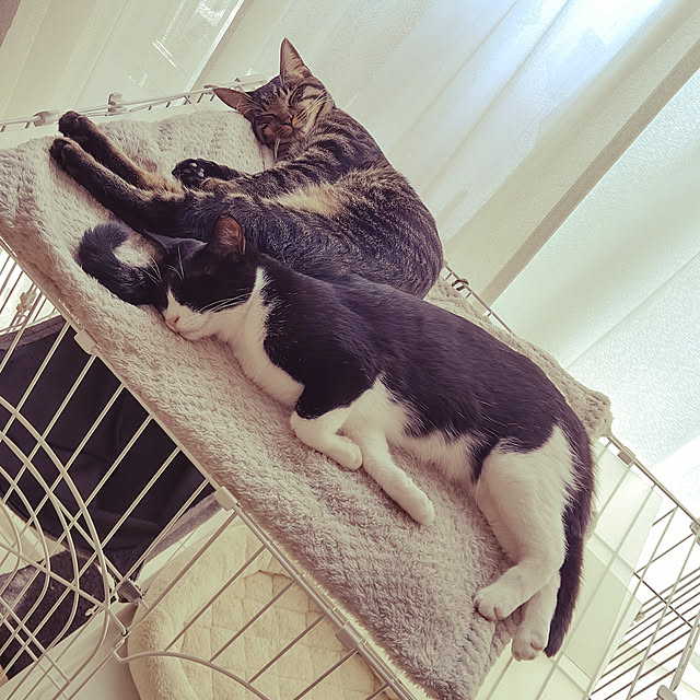 hihaさんの実例写真