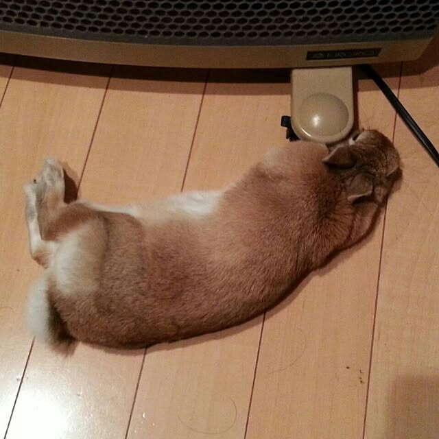 acaさんの実例写真