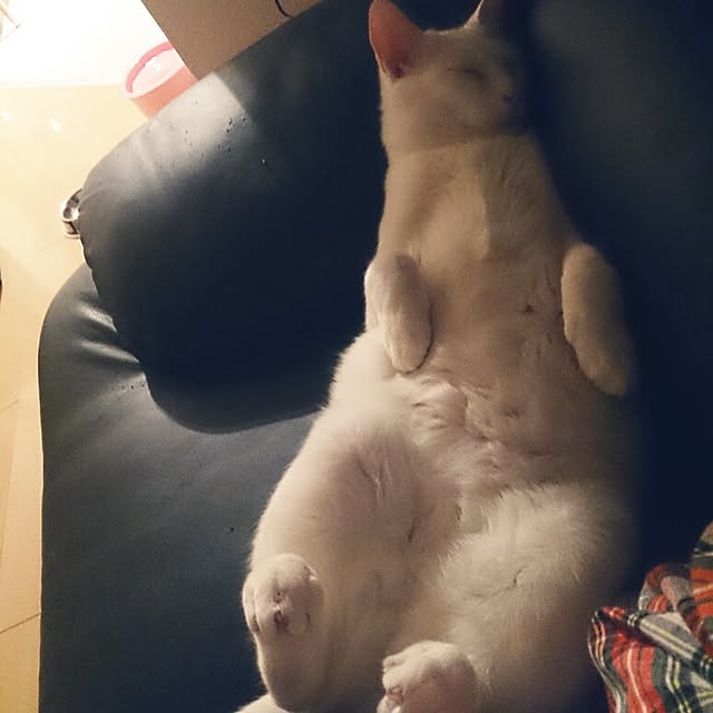yipuuさんの実例写真