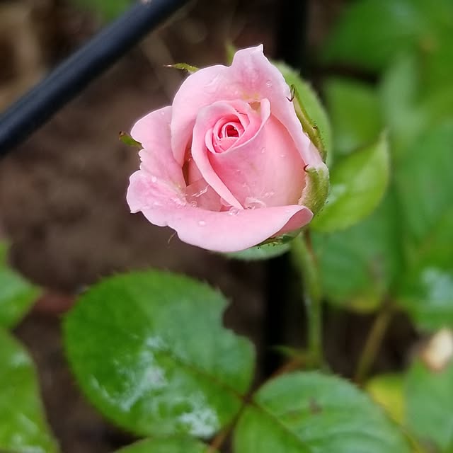 midoriさんの部屋