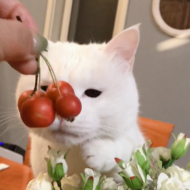 nyanko-beamさんの実例写真