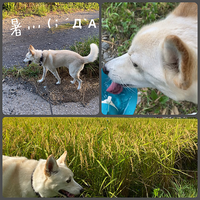 tanboさんの部屋