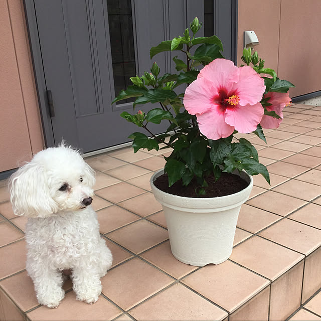 kakoさんの実例写真