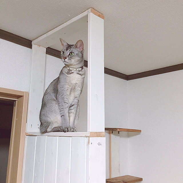 kotoriさんの実例写真