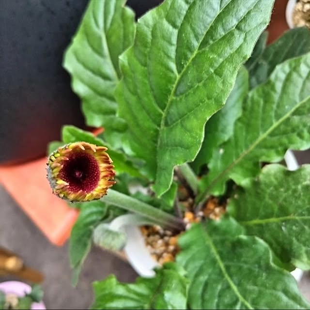 mi-saさんの実例写真