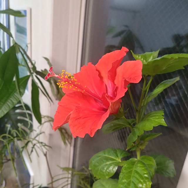 NAOKIさんの部屋
