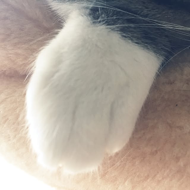 shinoさんの実例写真