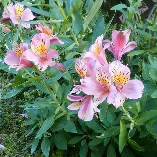 yum0408さんの実例写真