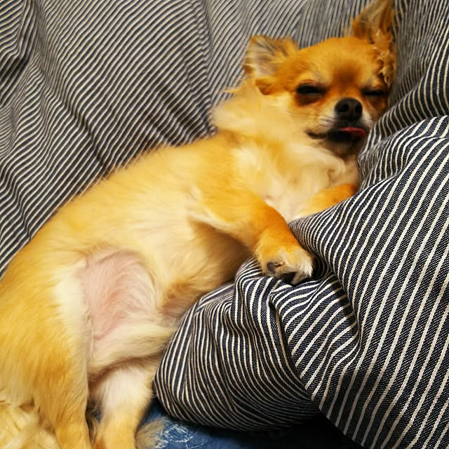 kojikojiさんの実例写真