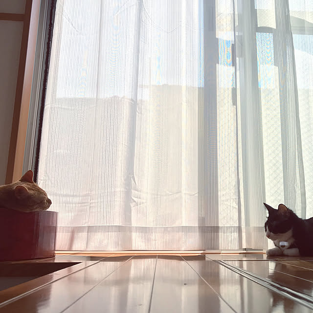 CHACHAさんの実例写真