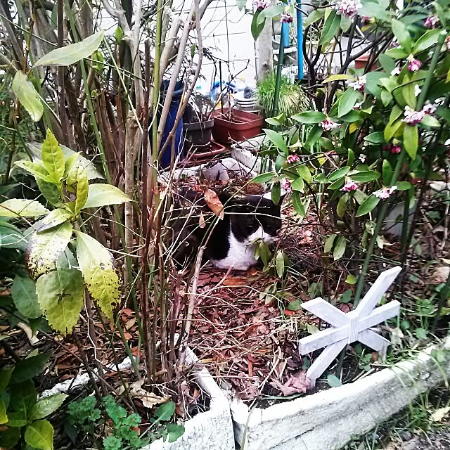 haruさんの実例写真