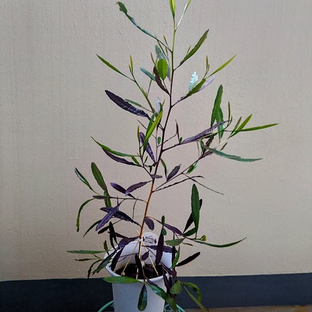kerochanさんの部屋