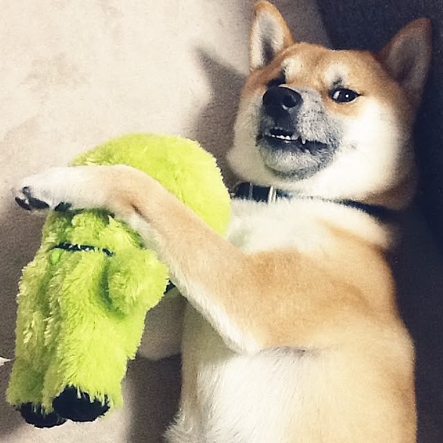 kotaさんの実例写真