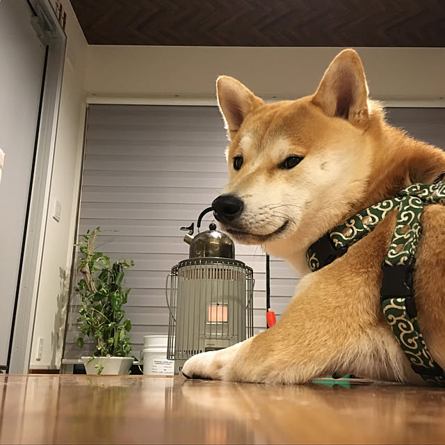 NOVさんの実例写真