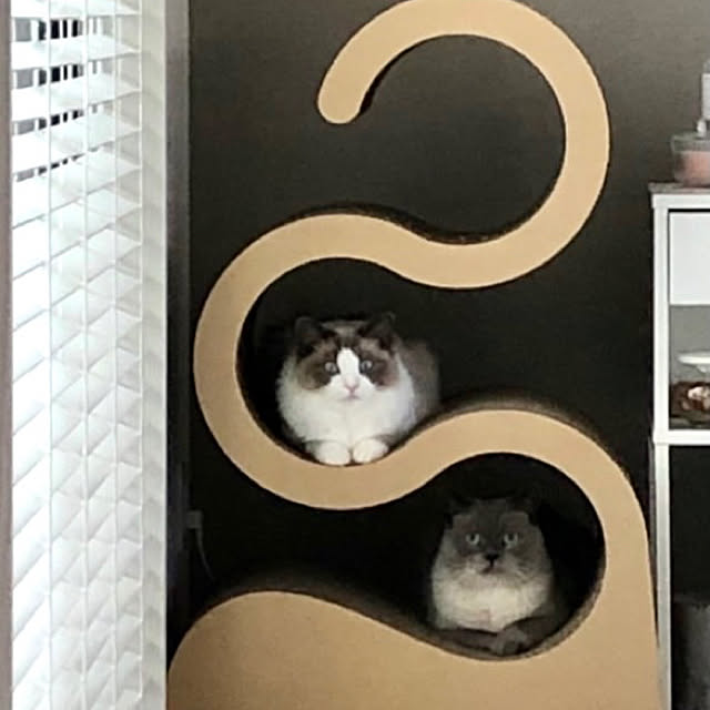 gingerwynksさんの実例写真