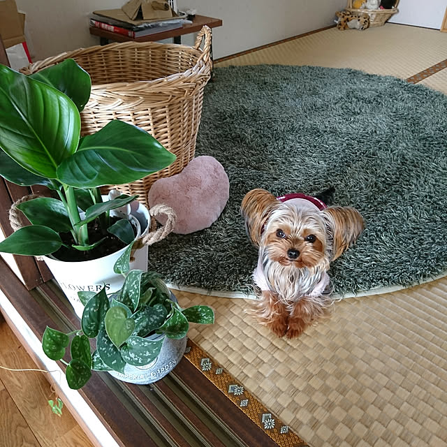 akiさんの実例写真
